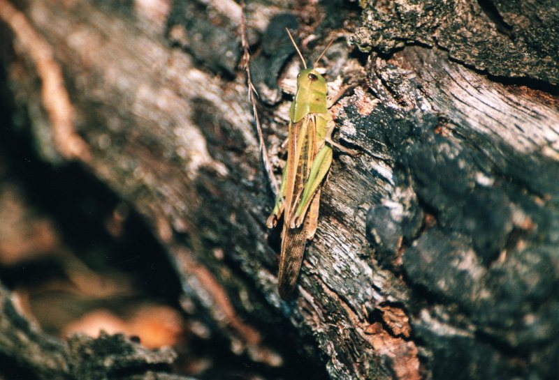 Locusta migratoria ?